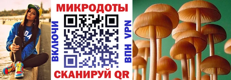 Псилоцибиновые грибы Psilocybine cubensis Ртищево